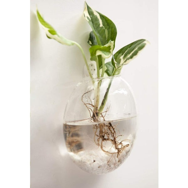 Wall Hanging Planter Glass Hydroponic Vase Plant Pot Terrarium Ball 15cm Hanging Glass Terrariums Planter Flower Vase for Hydroponics Plants, Home Office Living Room Decor, Set of 4 Glass Planters Wall Vase/Wall Hanging Planters Round Glass Plant Pots Hanging Air Plant Pots Flower Vase Air Plant Terrariums Wall Hanging Plant Container