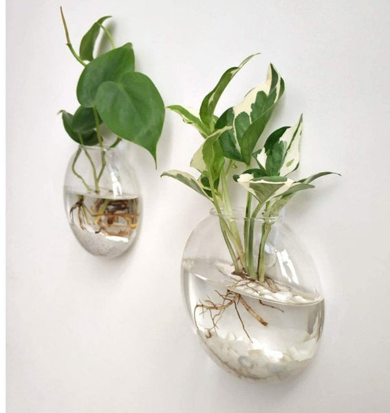 Wall Hanging Planter Glass Hydroponic Vase Plant Pot Terrarium Ball 15cm Hanging Glass Terrariums Planter Flower Vase for Hydroponics Plants, Home Office Living Room Decor, Set of 2 Glass Planters Wall Vase Hanging Planters Round Glass Plant Pots Hanging Air Plant Pots Flower Vase Air Plant Terrariums Wall Hanging Plant Container