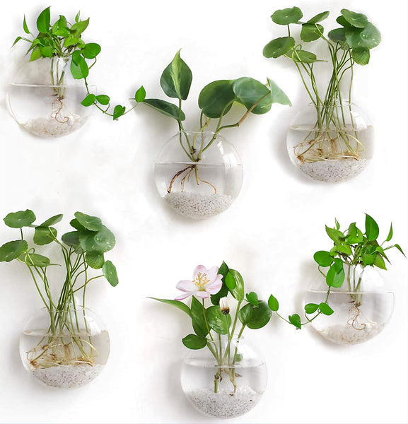 Wall Hanging Planter Glass Hydroponic Vase Plant Pot Terrarium Ball 15cm Hanging Glass Terrariums Planter Flower Vase for Hydroponics Plants, Home Office Living Room Decor, Set of 2 Glass Planters Wall Vase Hanging Planters Round Glass Plant Pots Hanging Air Plant Pots Flower Vase Air Plant Terrariums Wall Hanging Plant Container